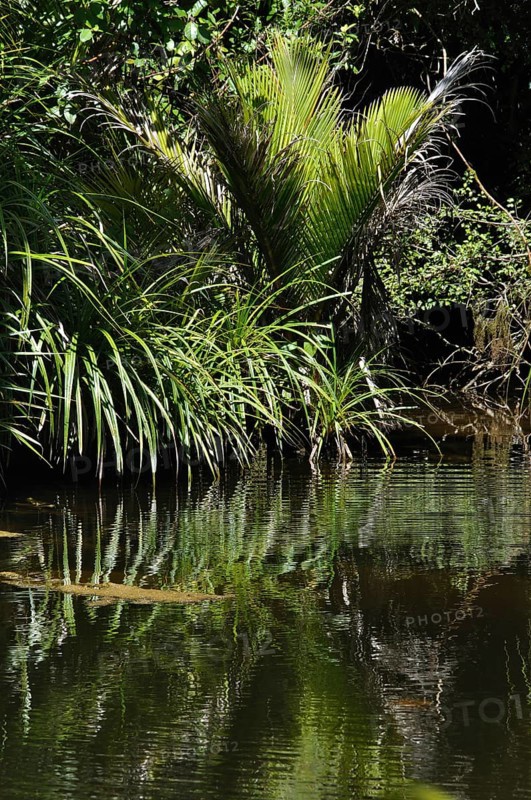 Young Nikau palms growing in wetlands near Punakaiki, Westland, New Zealand, Oceania