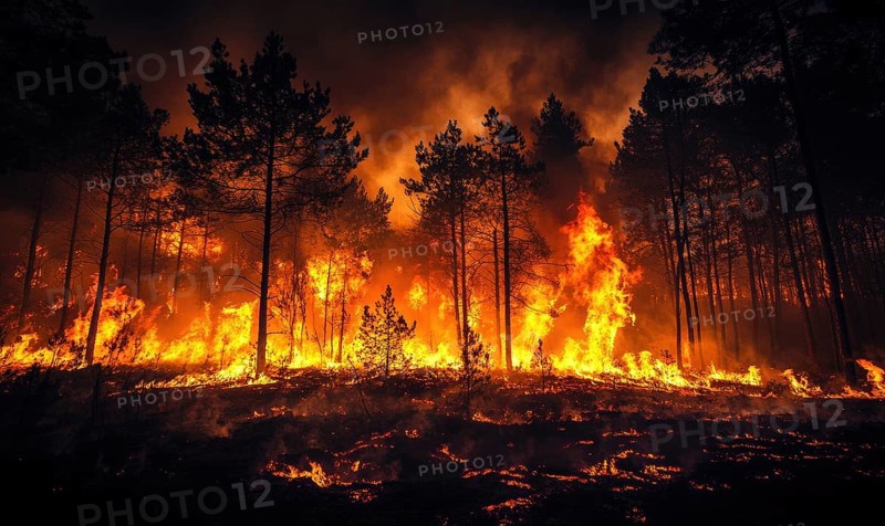 Raging fire spreading through a dense forest, flames climbing high into the treetops AI generated