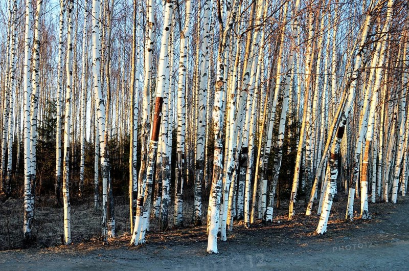 Trunks of birch trees in spring grove