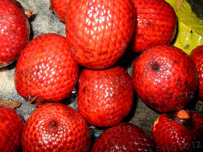 Red palm fruits