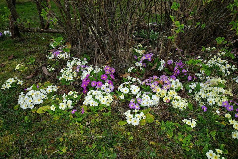 Garden primroses, various colours, Primula, primrose