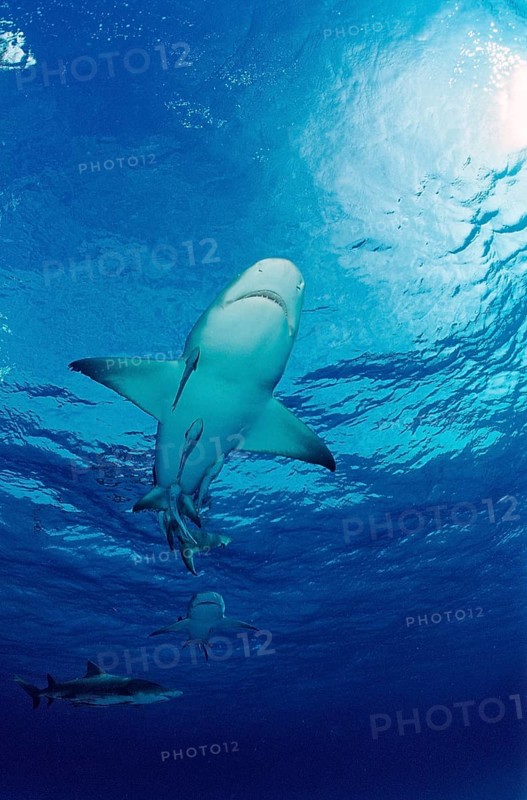 Lemon Shark, Negaprion brevirostris, Bahamas, Grand Bahama Island, Atlantic Ocean, Central America