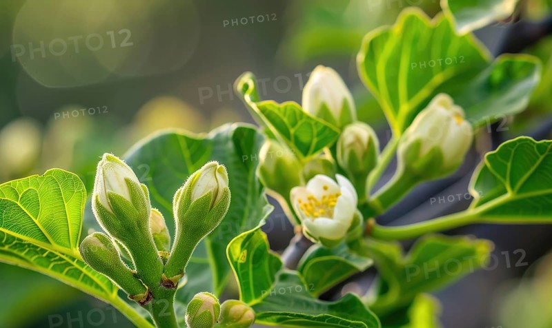 Fig tree blossoms and young figs, close-up AI generated