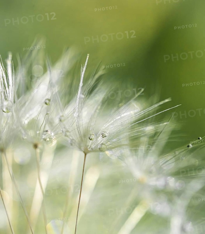 Seeds of the dandelion