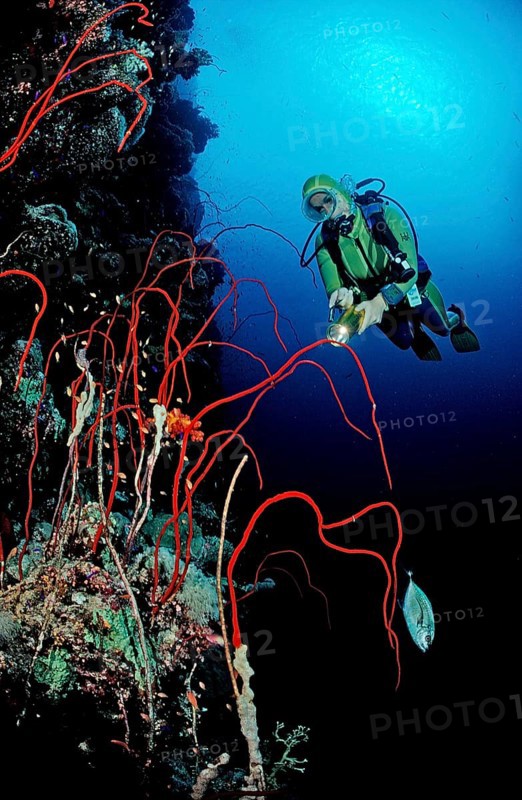 Diver and red whip coral, Juncella sp., Sudan, Africa, Red Sea, Africa