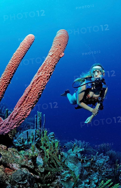 Diver and tube sponge, Aplysina archeri, Martinique, Lesser Antilles, Caribbean, Caribbean Sea, North America