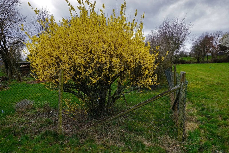 Forsythia, Forsythia, Garden Forsythia, Golden Lilac, Golden Bell
