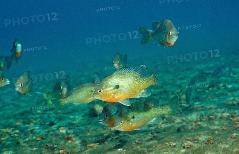 Red-breasted sunfish, Lepomis auritus, USA, Florida, FL, North America