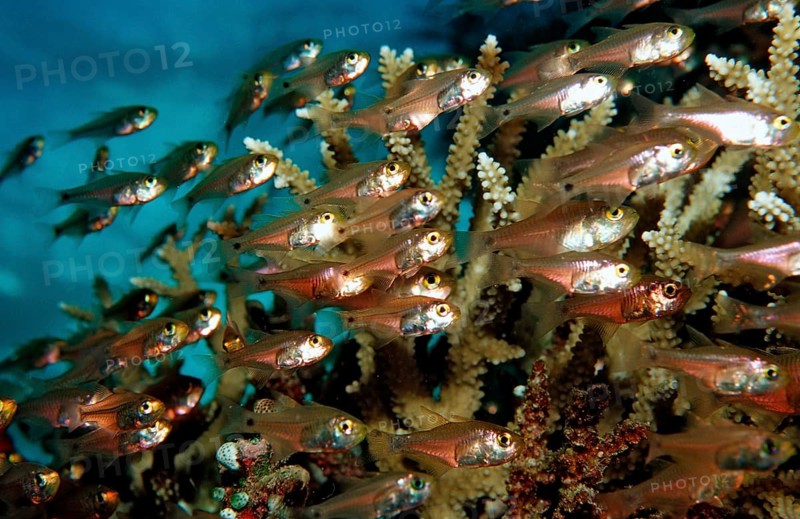 Glassfish between corals, Parapriacanthus ransonneti, Maldives, Indian Ocean, Meemu Atoll, Asia