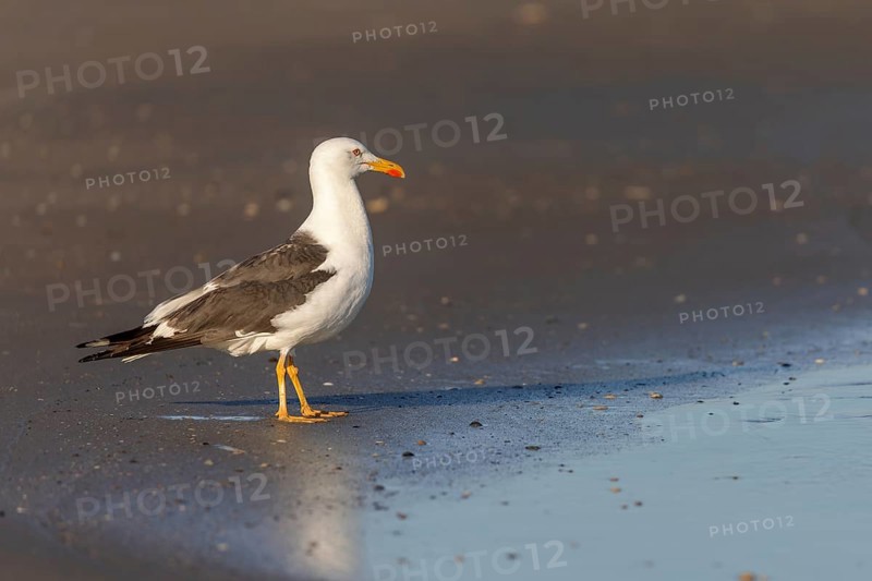 Herring gull (Larus fuscus) on the beach of Juist, East Frisian Islands, Germany, Europe