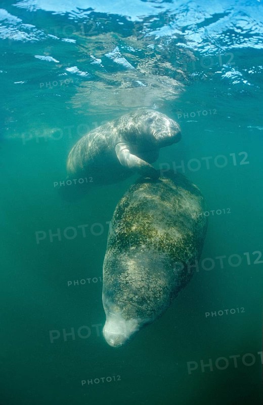 Round-tailed manatee, Trichechus manatus latirostris, USA, Florida, FL, Everglades, North America