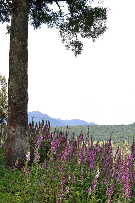 Flowering Foxgloves (Digitalis purpurea), West Coast, South Island, New Zealand, Oceania