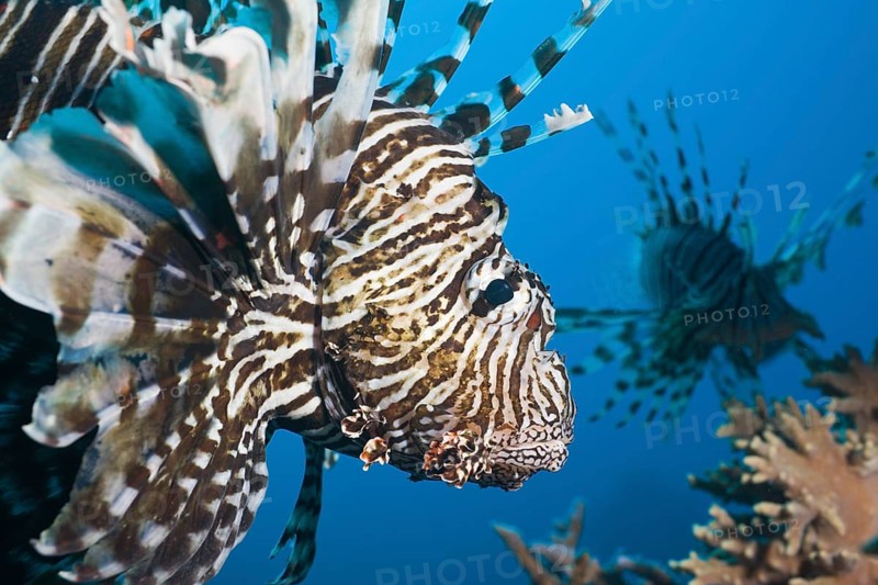Lionfish, Pterois volitans, Marsa Alam, Red Sea, Egypt, Africa