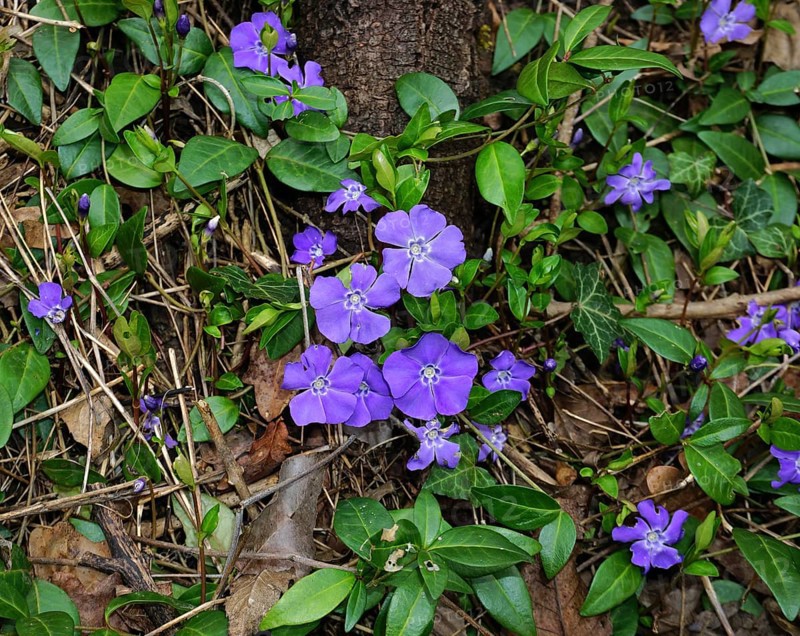 Periwinkle, Vinca, blue periwinkle, periwinkle, bigleaf periwinkle, Bigleaf Periwinkle, Vinca major