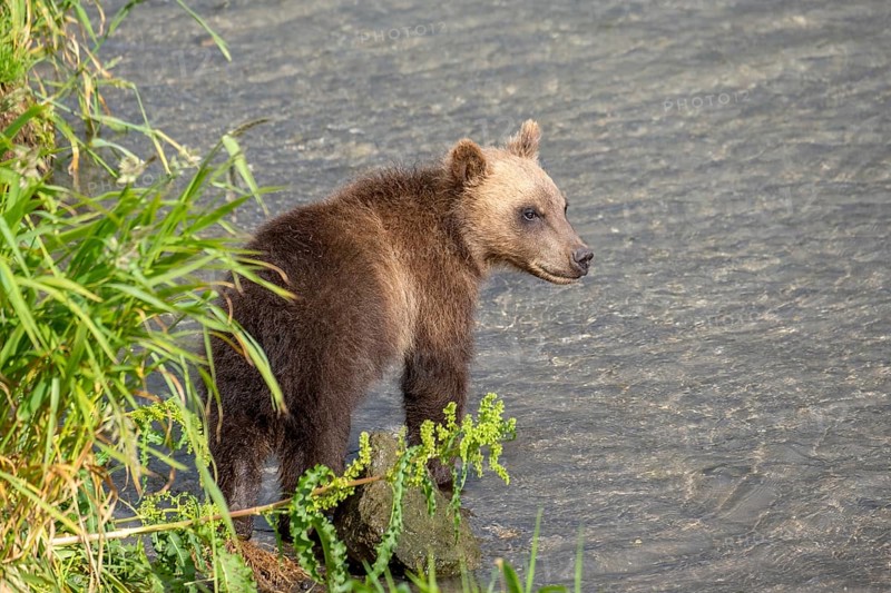 Brown bear cub in the river, Kamchatka, Russia, Europe
