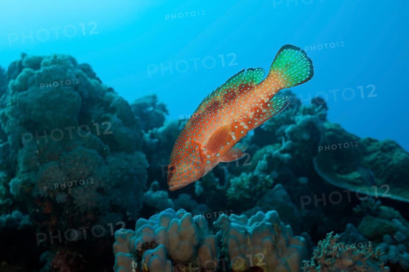 Jewelled grouper, Cephalopholis miniatus, Nuweiba, Sinai, Red Sea, Egypt, Africa