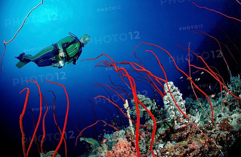 Diver and red whip coral, Juncella sp., Sudan, Africa, Red Sea, Africa