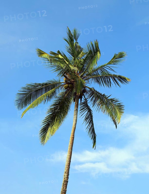 Branches of coconut palm against blue sky