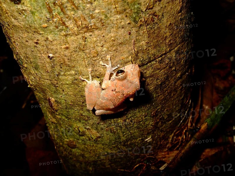 Frog