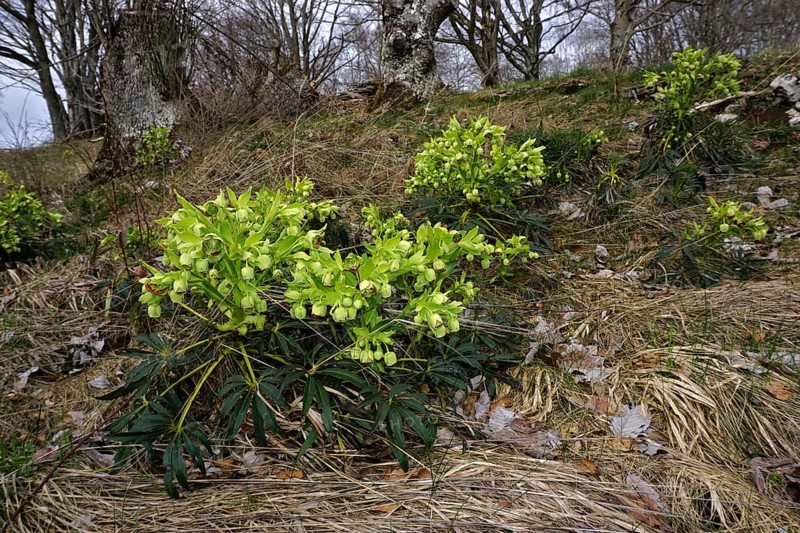 Stinking hellebore, Helleborus foetidus, dungwort, bearsfoot, bear's foot hellebore, on the swabian alb