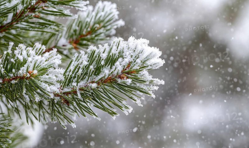 Wintery pine needles, white snow dusting AI generated