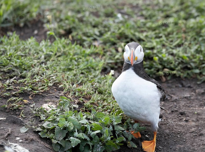 Puffins on the ground on Inner Farne Lsland in the Farne Islands, Northumberland, England, United Kingdom, Europe