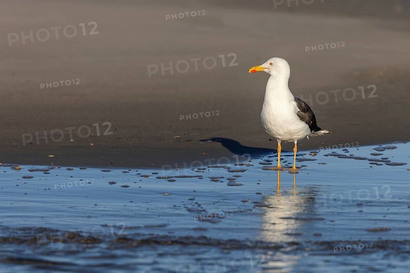 Herring gull (Larus fuscus) on the beach of Juist, East Frisian Islands, Germany, Europe