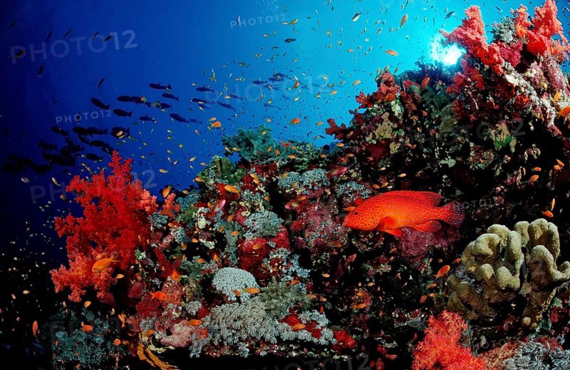 Jewelled perch in a coral reef, Cephalopholis miniata, Sudan, Africa, Red Sea, Africa