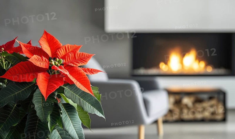 A red poinsettia plant is sitting in front of a fireplace. The fireplace is lit, and the room has a cozy and warm atmosphere AI generated