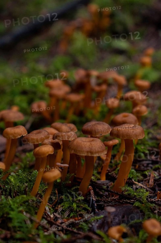 Group of small trumpet chanterelles (Craterellus tubaeformis), close-up, growing on a mossy tree stump, Nicklheim, Germany, Europe