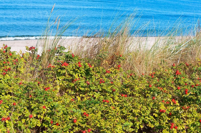 The red berries of a dogrose, medicinal rosehips round