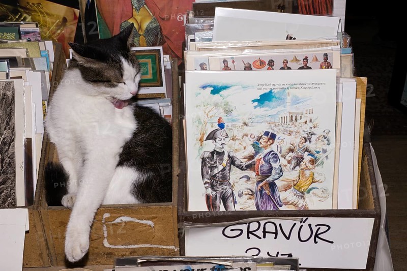 Domestic cat in bazaar, Istanbul, Turkey, Asia