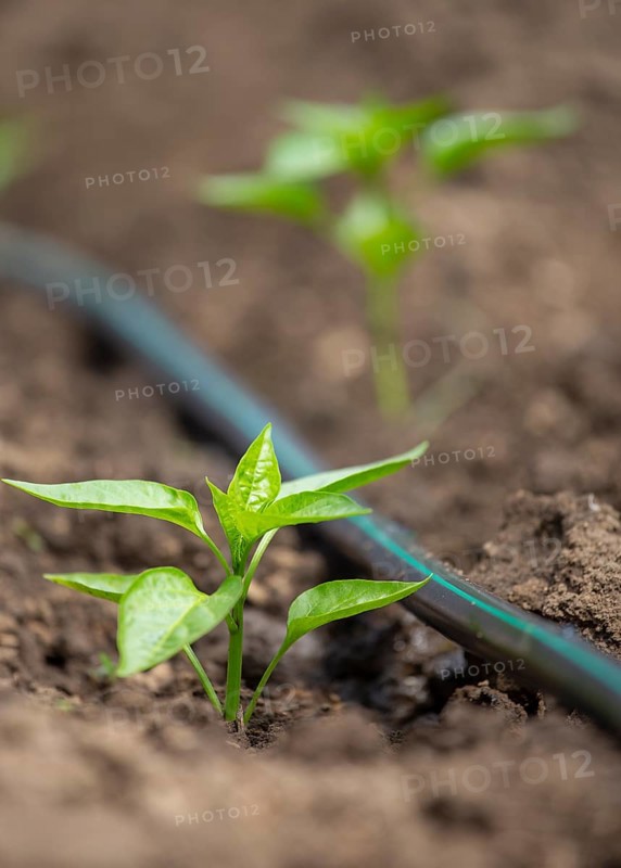 Pepper plants growing inside greenhouse with drip irrigation