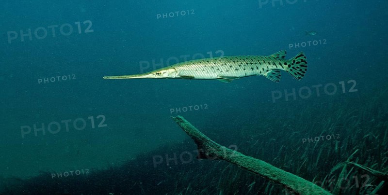 Longnose garfish, Lepisoteus osseus, USA, Florida, FL, North America
