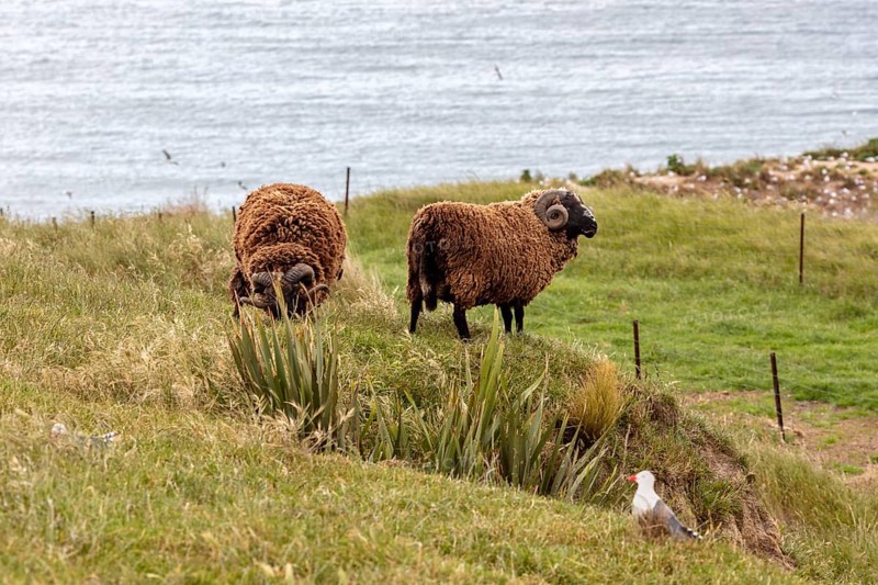 Goats (Capra), Otago Peninsula, New Zealand, Oceania