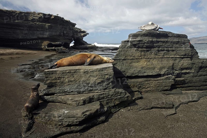 Galapagos sealions, Galápagos sea lions (Zalophus wollebaeki) and Brown pelicans (Pelecanus occidentalis) on the beach of Puerto Egas on Santiago Island, San Salvador Island, Galápagos Islands, Ecuador, Latin America, South America