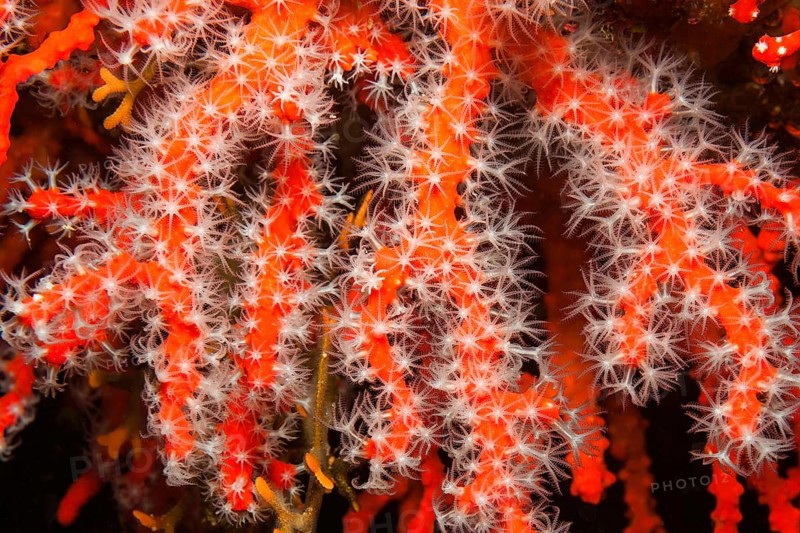 White polyps of red coral (Corallium rubrum) filter plankton from seawater, Mediterranean Sea, Portofino, Liguria, Italy, Europe