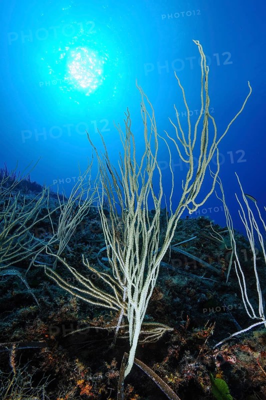Backlight image of white gorgonian (Eunicella singularis) horn coral, Mediterranean Sea