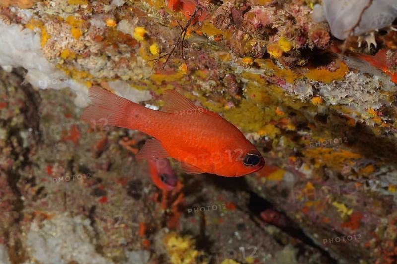 Cardinalfish (Apogon imberbis) in the Mediterranean Sea near Hyères. Dive site Giens Peninsula, Côte dAzur, France, Europe