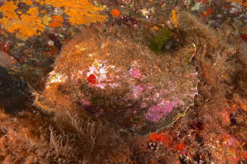 Triton horn (Charonia lampas lampas) in the Mediterranean Sea near Hyères. Dive site Giens Peninsula, Côte dAzur, France, Europe