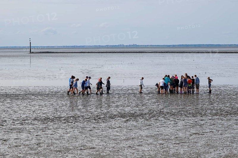 A group of pupils on a mudflat hike in the Wadden Sea National Park, low tide, Norddeich, Norden, East Frisia, Lower Saxony, Germany, Europe