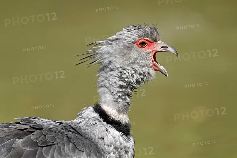 Collared Weirbird (Chauna torquata), also called Chauna, captive, occurring in tropical and subtropical South America
