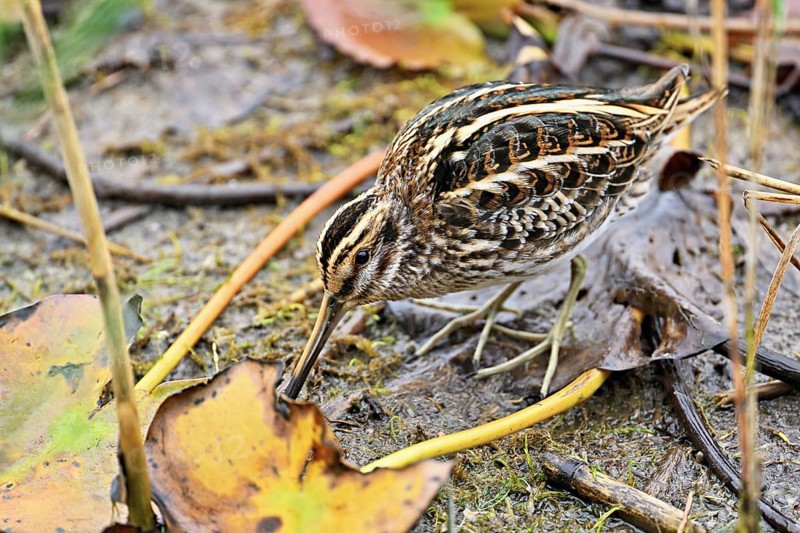 Jack snipe (Lymnocryptes minimus), foraging, Switzerland, Europe