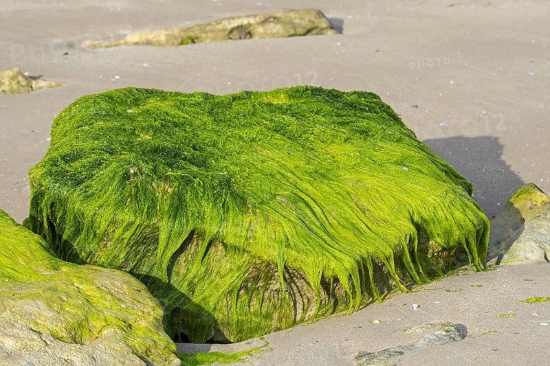 Lumps of Enteromorpha spec., Ulva spec., green alga species of gutweed (Ulvaceae) growing on rock on the beach at low tide, Normandy, France, Europe