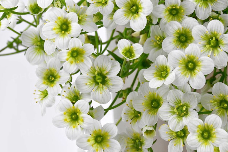 White blooming flowers of 'Saxifraga x Arendsii White Pixie' plant