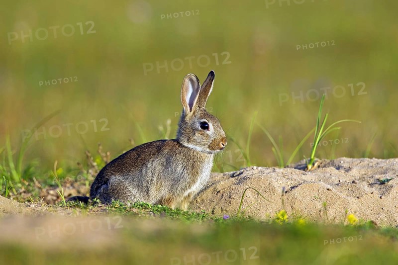 European rabbit (Oryctolagus cuniculus), common rabbit juvenile sitting in front of burrow, warren entrance in meadow