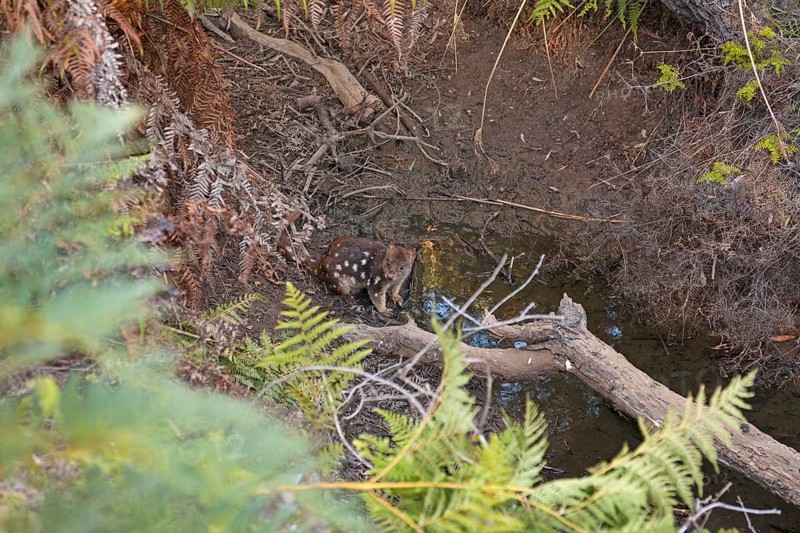 Tiger quoll drinking at a waterhole in Narawntapu National Park, Tasmania