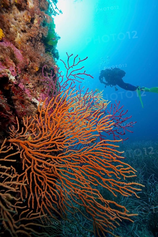Yellow gorgonian (Eunicella cavolinii) against the light, diver in the background, in the Mediterranean Sea near Hyères. Dive site peninsula Giens, Côte dAzur, France, Europe