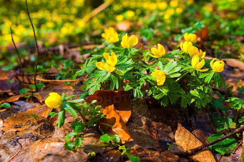 L. Winter aconites (Eranthis hyemalis) in the Polenz Valley