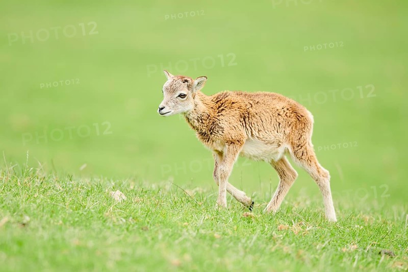 European mouflon (Ovis aries musimon) running standing on a meadow, tirol, Kitzbühel, Wildpark Aurach, Austria, Europe